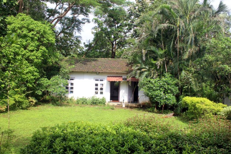 Cottage and lawn surrounded by tall trees