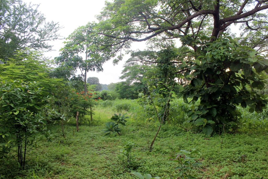 Open grounds with trees and wild grass at the retreat