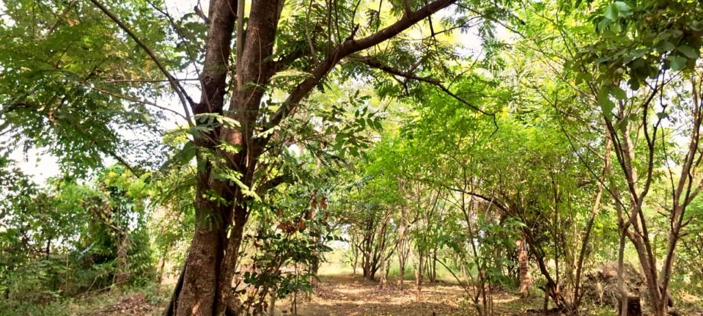 Trees on the retreat grounds near the cottages