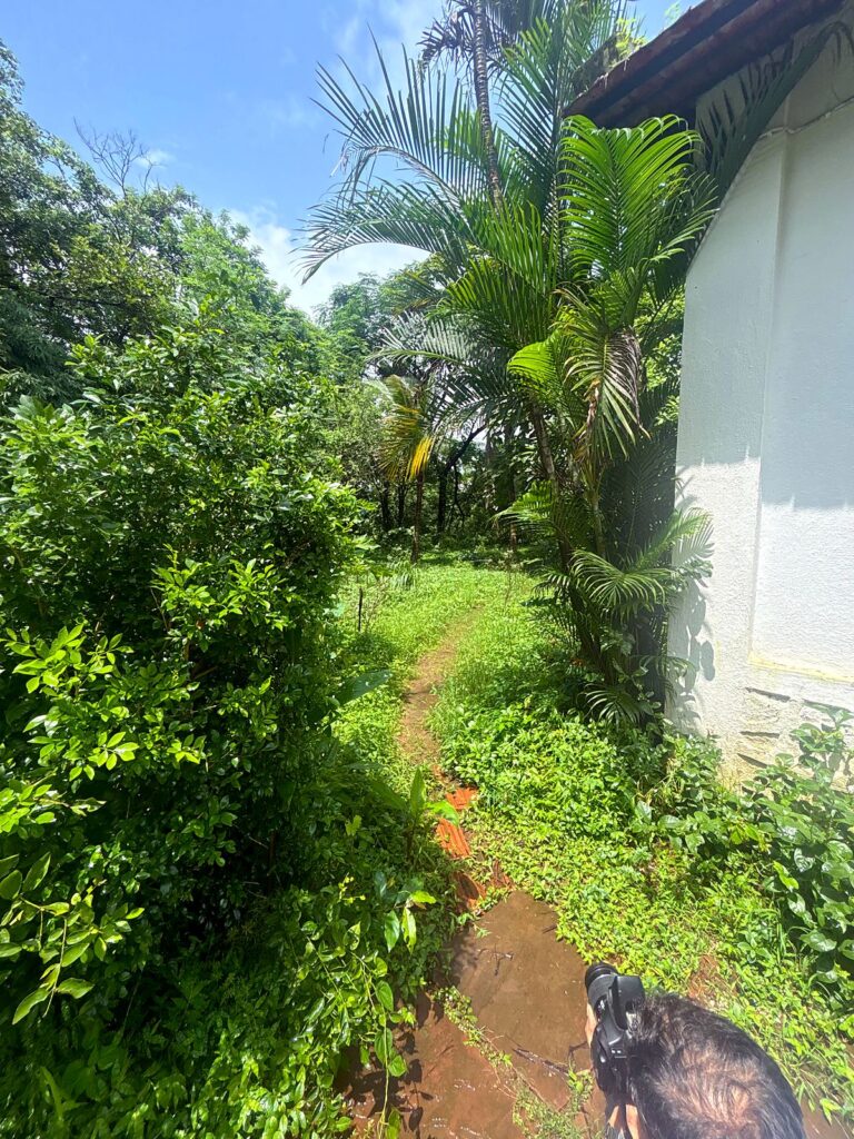 Narrow garden path between palms and a cottage