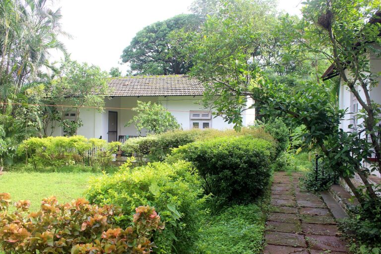 Garden path past flowering shrubs
