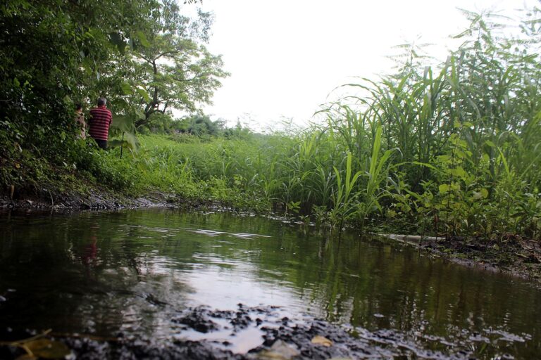 Still water and tall grass by the stream