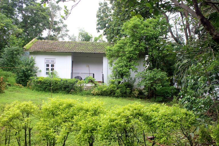 Cottage and lawn framed by tall trees