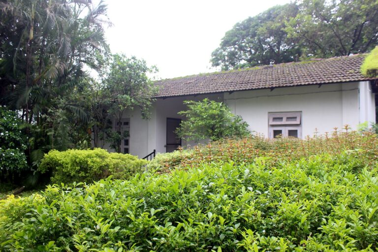 Cottage behind a lush green hedge