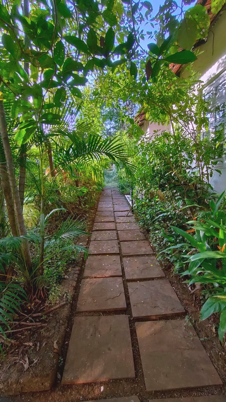 A stone path lined with plants