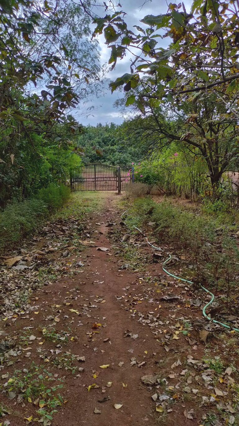 A path leading to the gate