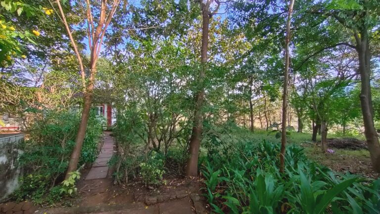 A garden path through the trees