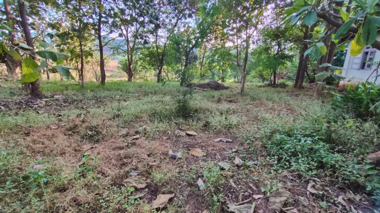 The open grounds among the trees