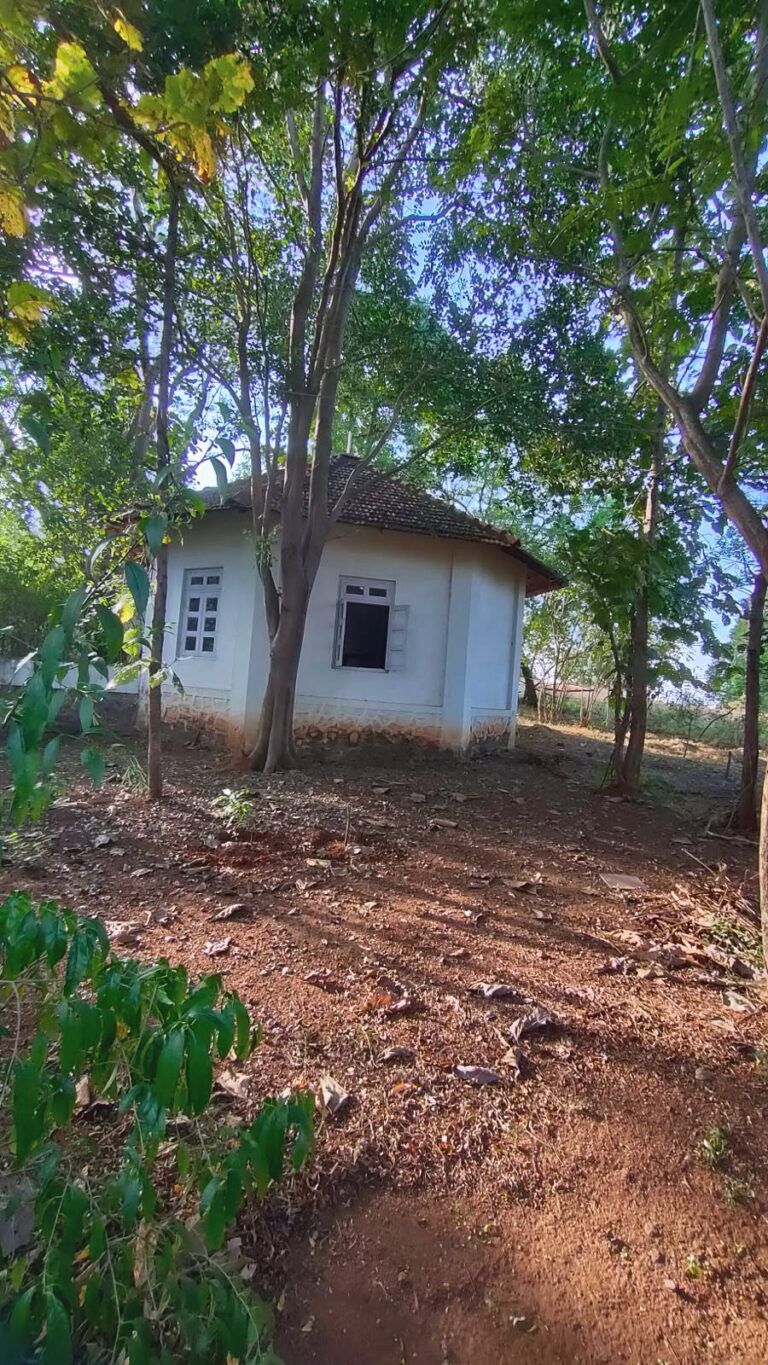 A cottage behind the trees
