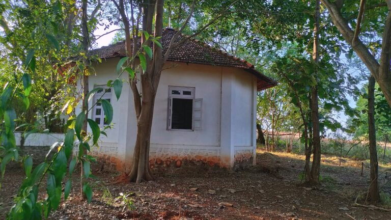 A cottage in the shade of tall trees