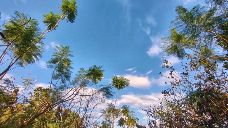 Treetops against a bright blue sky