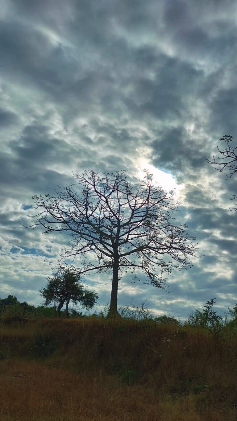 A bare tree under a cloudy sky
