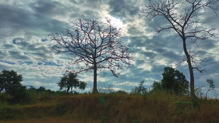 Bare trees against the clouds