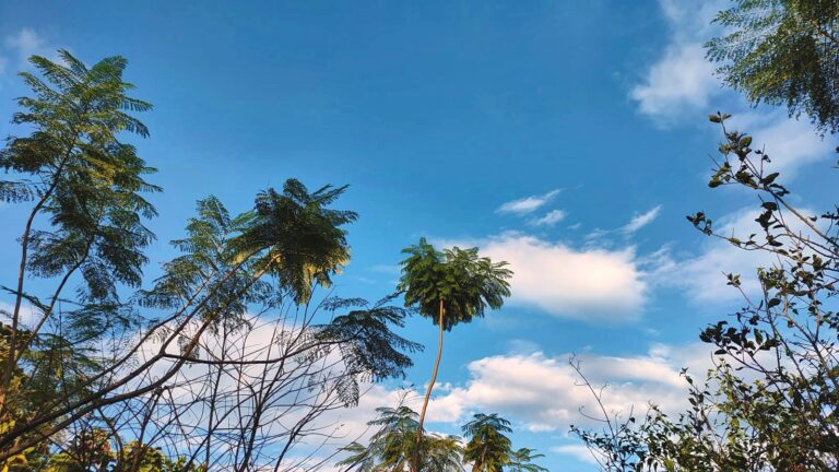 Palms and trees under a blue sky