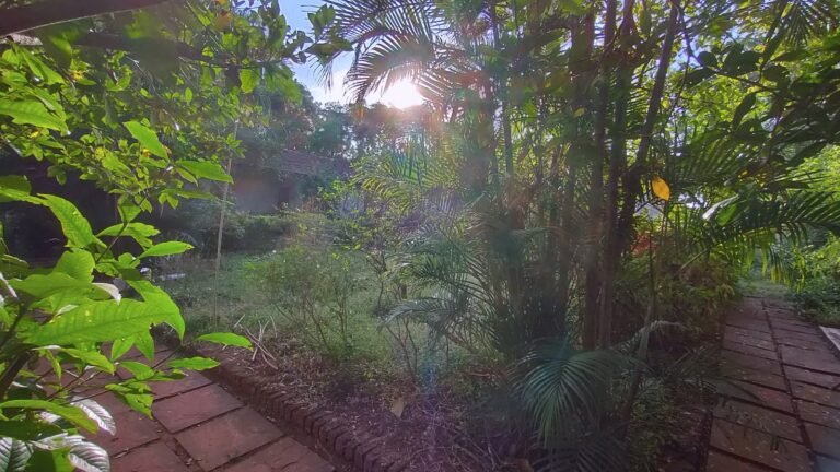 Morning sun through the garden