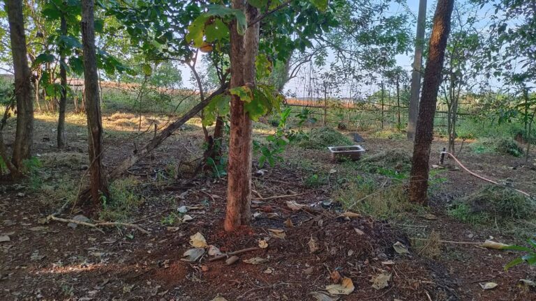 Trees and red earth on the grounds