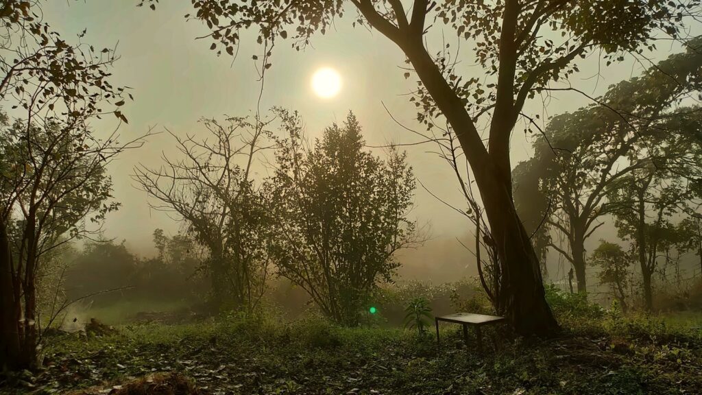 Morning sun through the trees on a misty winter day