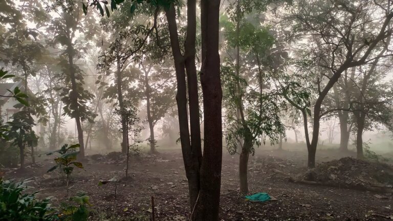 Tall trees standing in the winter mist