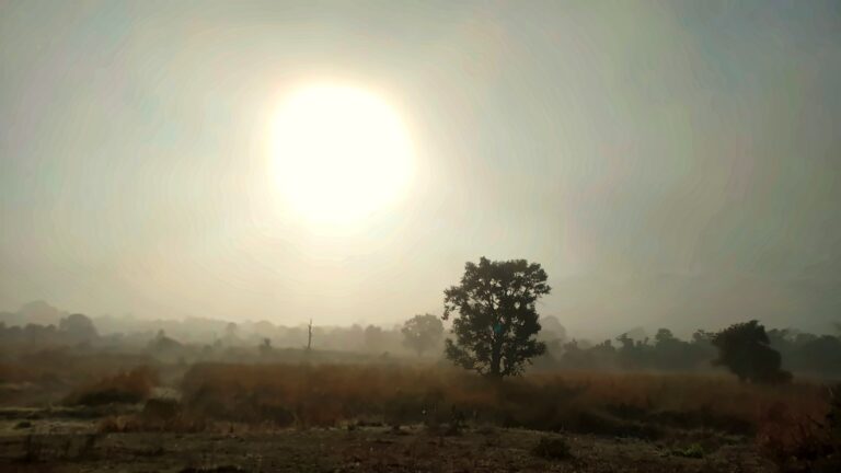 A lone tree under a pale winter sun