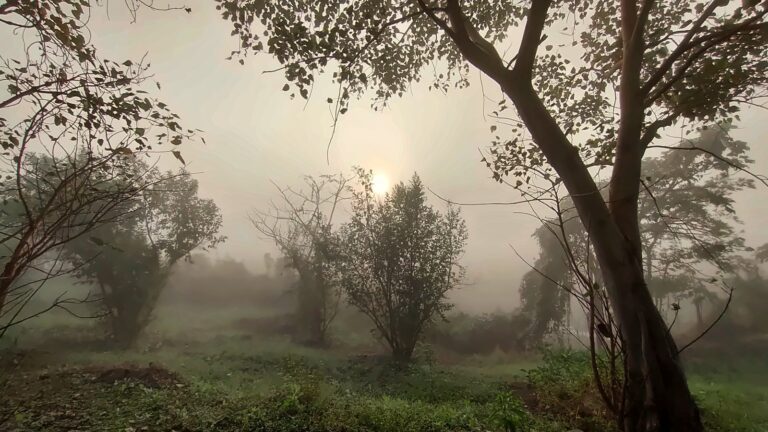 Branches framing trees in the morning mist