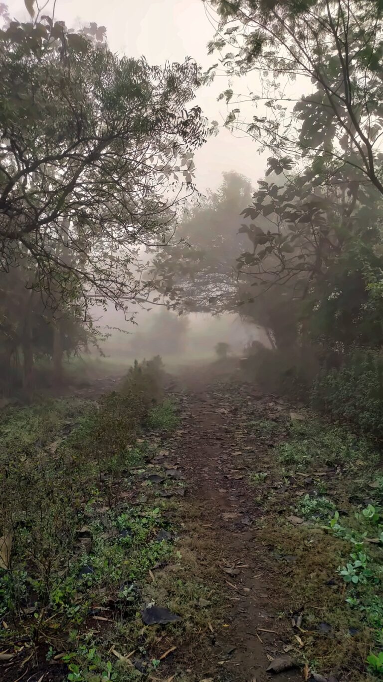A narrow path disappearing into the mist