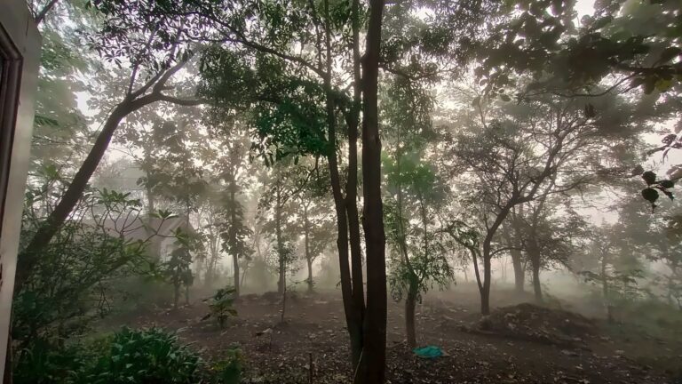 Woodland on the grounds wrapped in mist