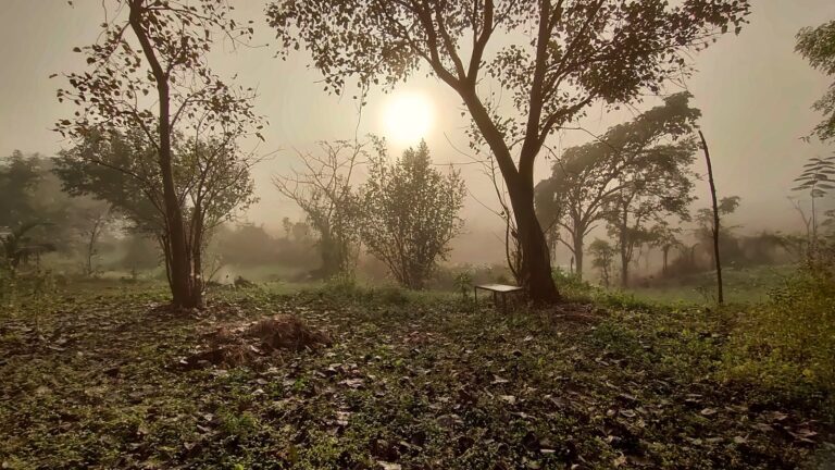 Golden light through misty trees