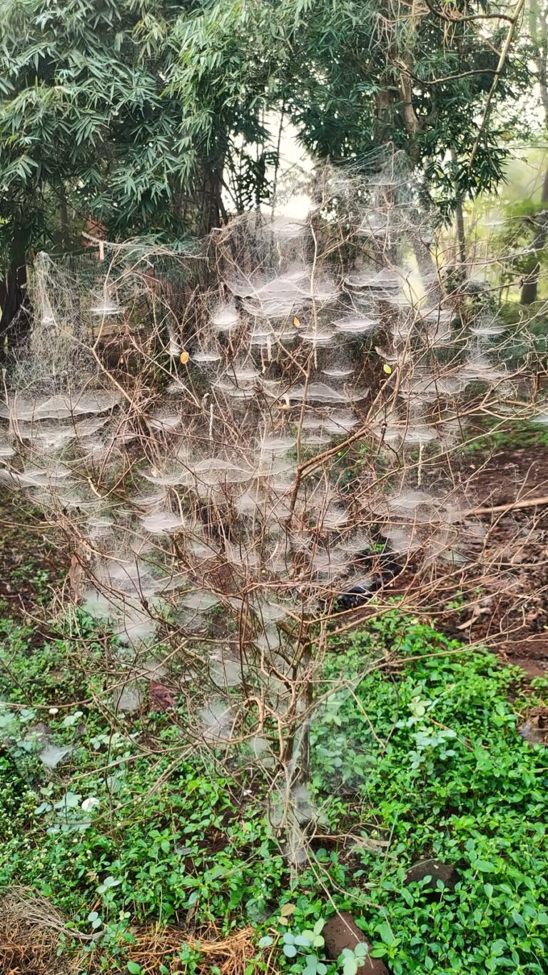 Dew-covered cobwebs on a winter morning