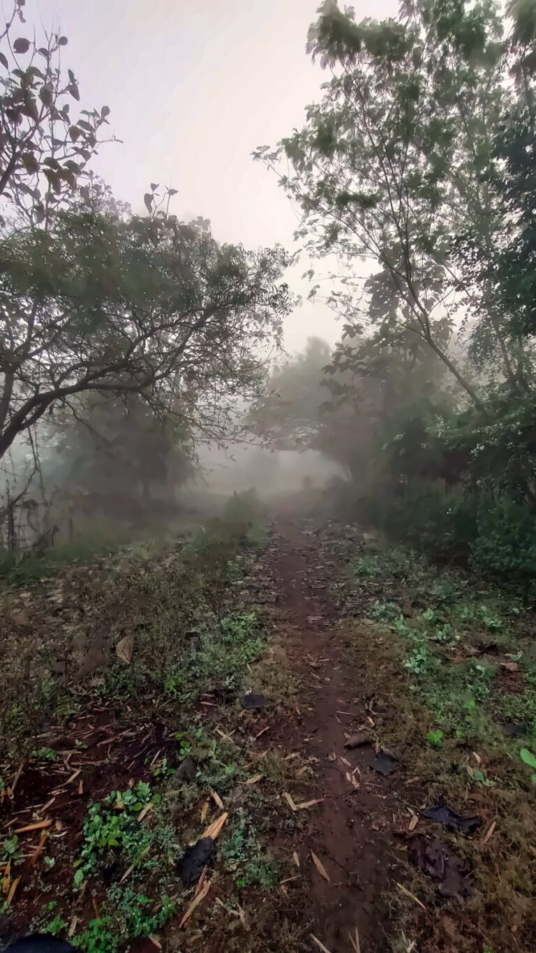 A misty path between the trees