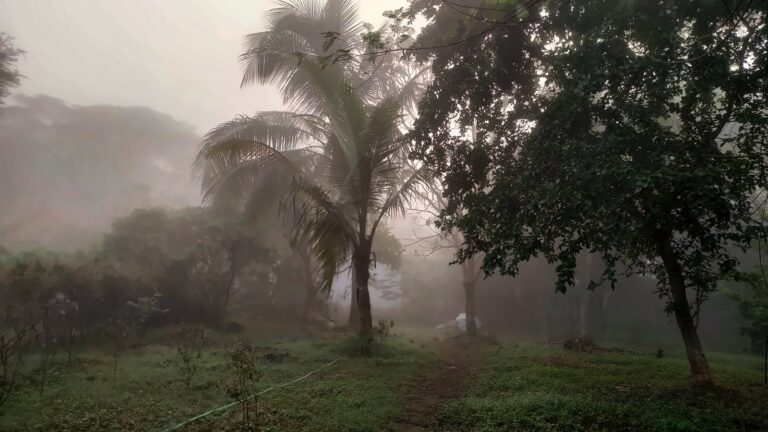 A palm and trees softened by the fog