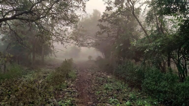 A woodland path on a foggy morning